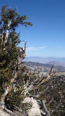 Ancient Bristlecone Pine Forest