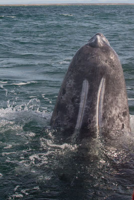Whale watching Ojo Liebre