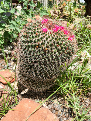 Kaktus / Cactus