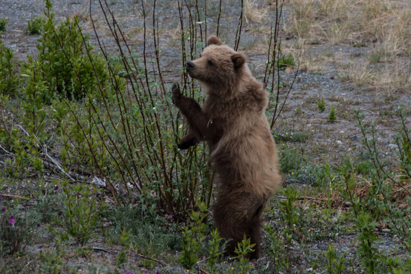 Grizzly Bär