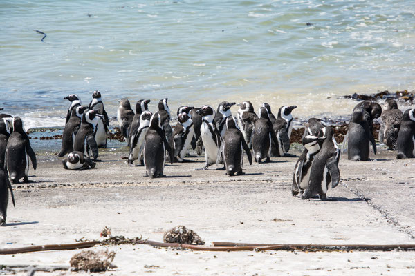 Penguins at Betty's Bay
