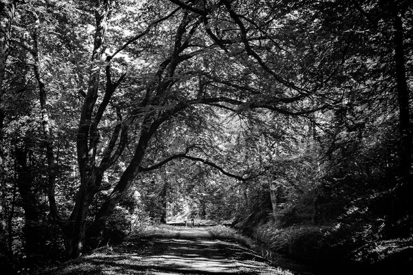 Les arbres magnifiques forment une voute au dessus de la rigole...