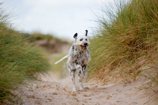 Hunde fotografieren lernen_Fotoworkshop_Tierfotografie_Danemark