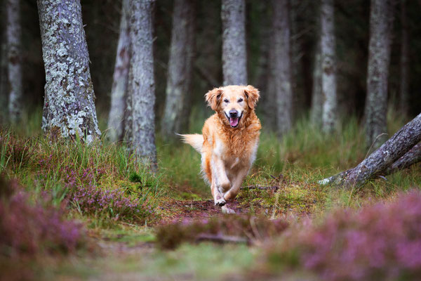 Hunde fotografieren lernen_Fotoworkshop_Tierfotografie_Danemark