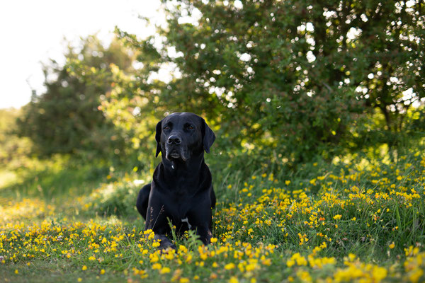 Tipps_Hundefotos_bessere Tierfotos_Hundefotografie 