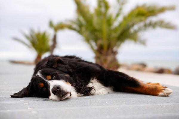 Hunde fotografieren lernen_Fotoworkshop_Tierfotografie_Danemark