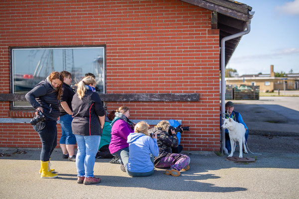 Fotoworkshop_Fotokurs_Wie fotografiere ich Hunde