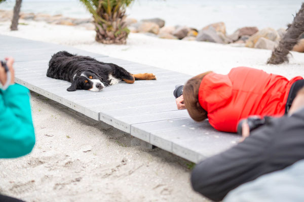 Fotoworkshop_Fotokurs_Wie fotografiere ich Hunde