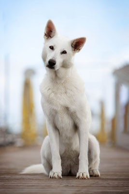 Hunde fotografieren lernen_Fotoworkshop_Tierfotografie_Danemark