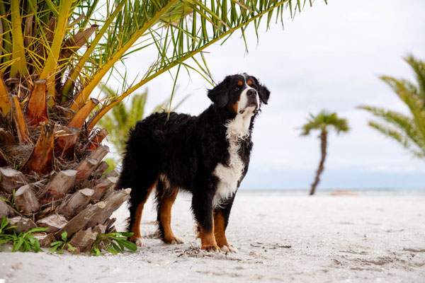 Hunde fotografieren lernen_Fotoworkshop_Tierfotografie_Danemark