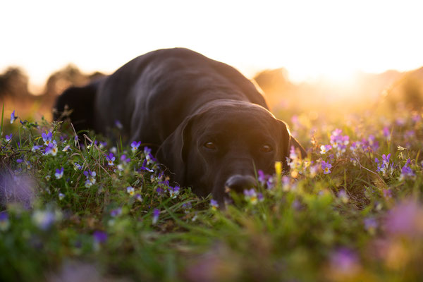 Hunde fotografieren lernen_Fotoworkshop_Tierfotografie_Danemark 