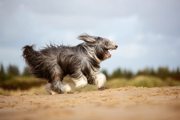 Hunde fotografieren lernen_Fotoworkshop_Tierfotografie_Danemark