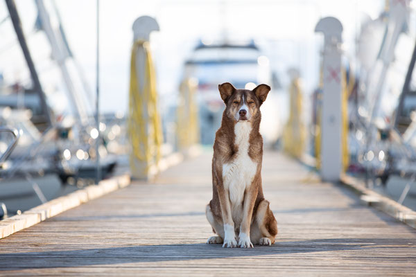 Hunde fotografieren lernen_Fotoworkshop_Tierfotografie_Danemark