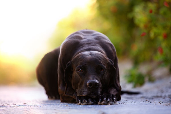 Hunde fotografieren lernen_Fotoworkshop_Tierfotografie_Danemark (2)