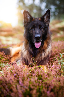 Hunde fotografieren lernen_Fotoworkshop_Tierfotografie_Danemark