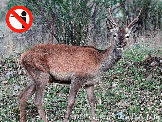 Prohibido tirar horquillones