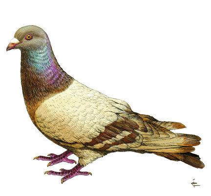 Romain (coll.particulière)