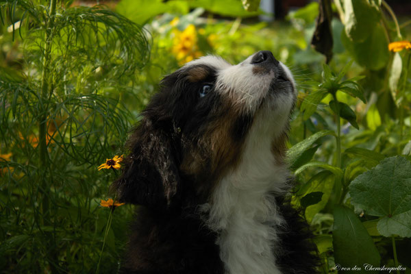 Bonbon - Ein kleiner Hund erkundet die große, weite Welt :-)