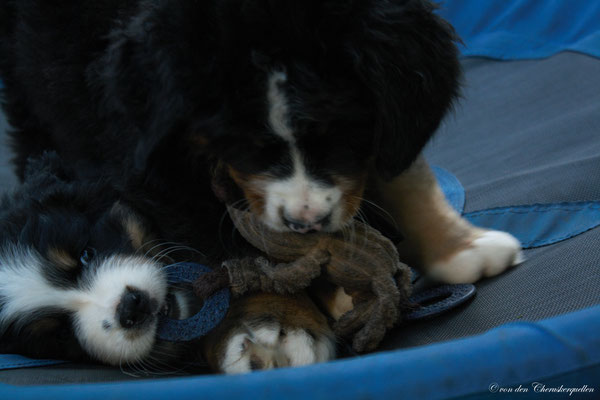 Ballantines - Mowgli gönnt seiner Schwester den Teddy nicht! 