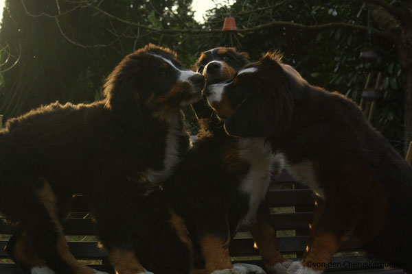 Geschwister unter sich - Attila, Athena und Anouk