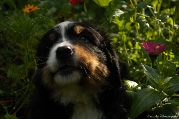 Der erste Ausflug ging bei herrlichem Sonnenschein in unseren Bauerngarten :-)