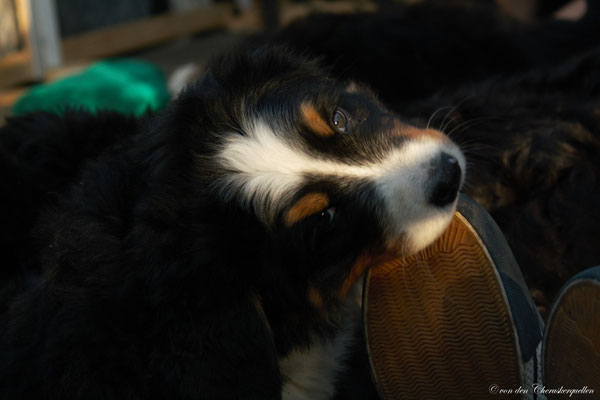 Bones hat gehört, als waschechter Berner gehören Schuhe zur artgerechten Ernährung dazu :-)