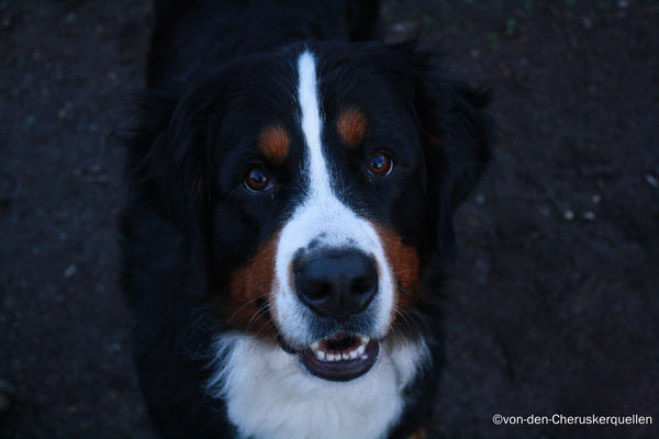 Frauchen lass uns spielen! :-)