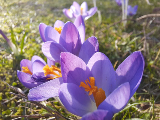 Frühlingsboten Krokusse