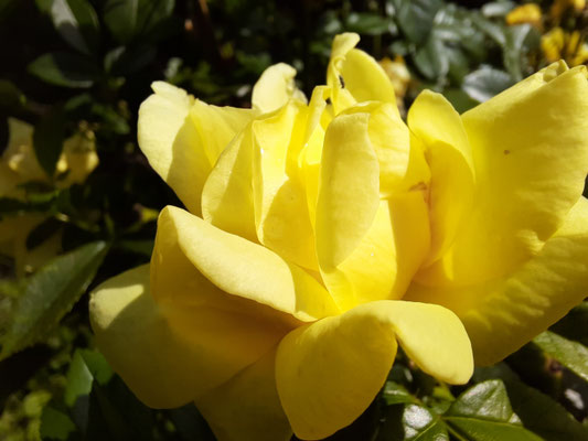 Rosengelb