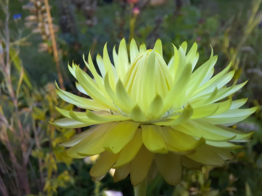 Strohblume