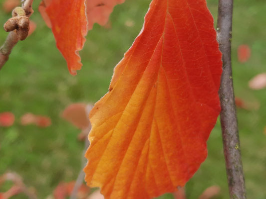 Hamamelis im Herbstkleid