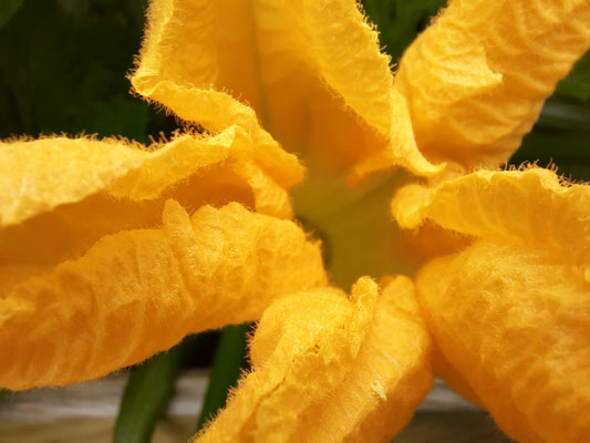 Zucchiniblüte