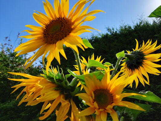 Sonnenblumen