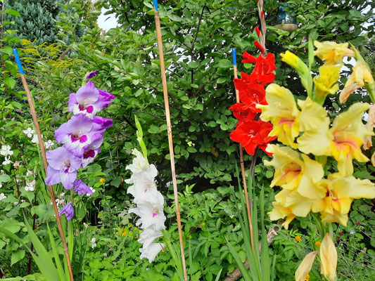 Gladiolennachbarn