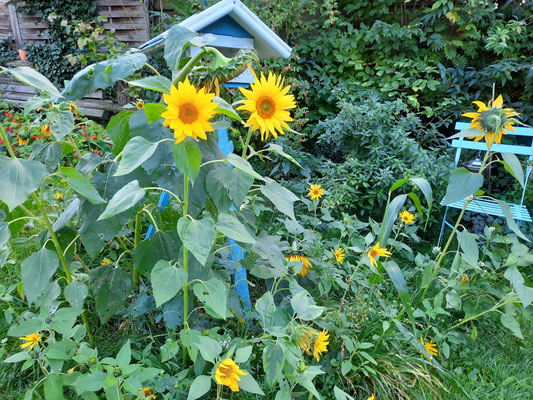 Sonnenblumenwald