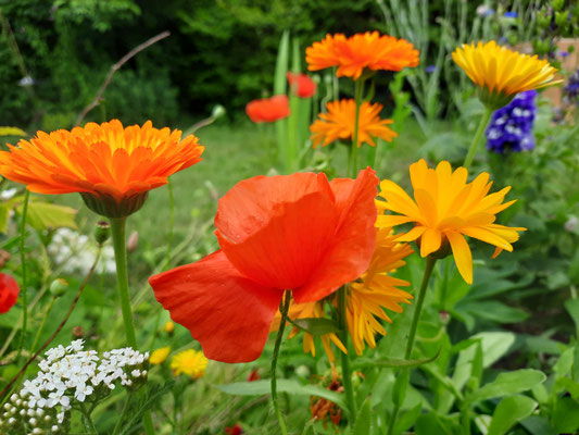 Frühsommerzauber
