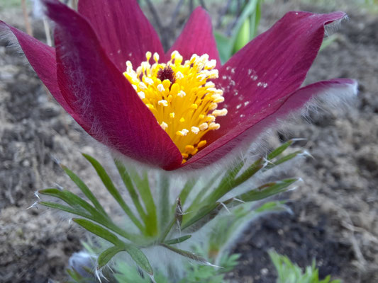 Pulsatilla, die Küchenschelle - zart behaart