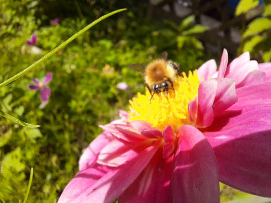 Besuch für Dahlie