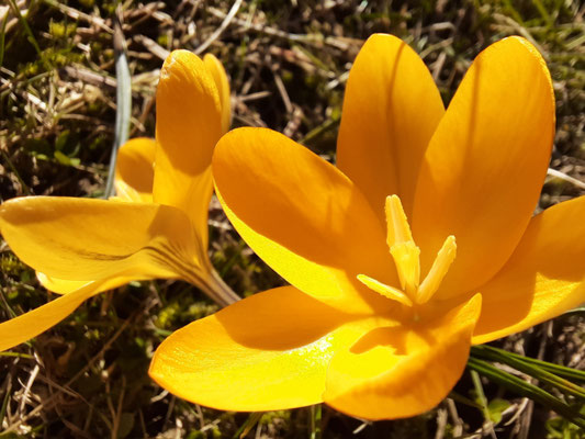 Lichtbringer Krokus