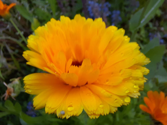 Ringelblume