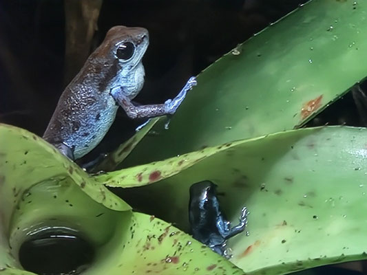Oophaga Pumilio Rio Culubre