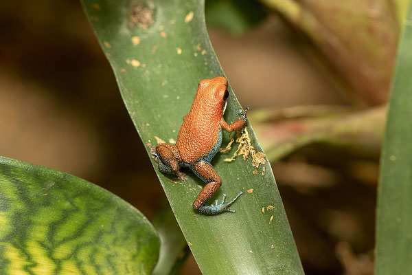 Oophaga Pumilio Escudo