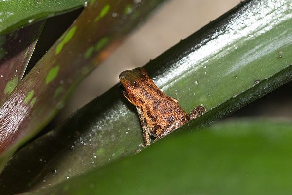 Oophaga Pumilio Nicki