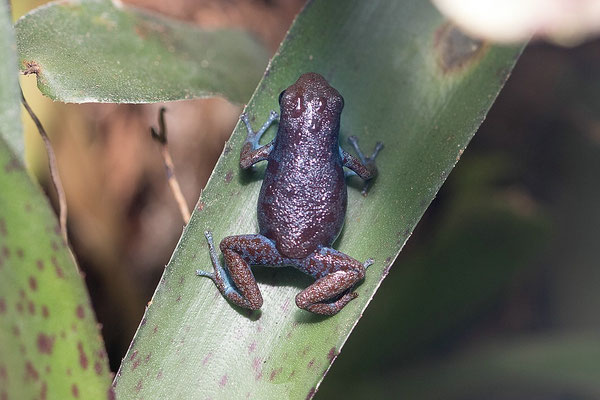 Oophaga Pumilio Rio Culubre