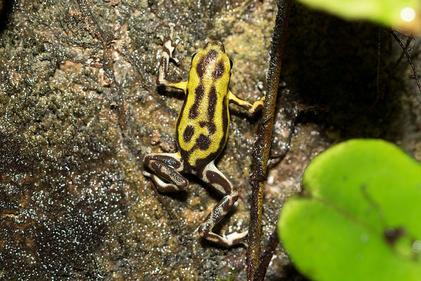 Oophaga Pumilio Guarumo