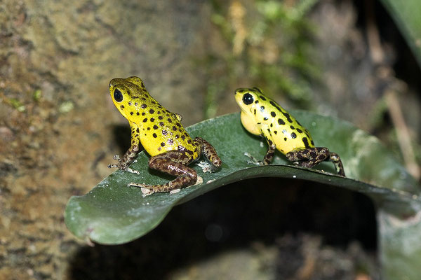 Oophaga Pumilio Punta Laurent