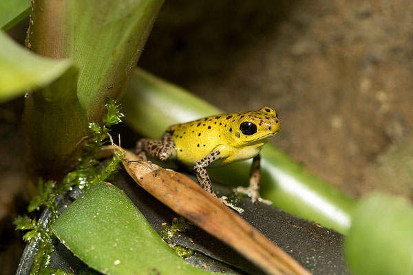 Oophaga Pumilio Chiriqui Grande
