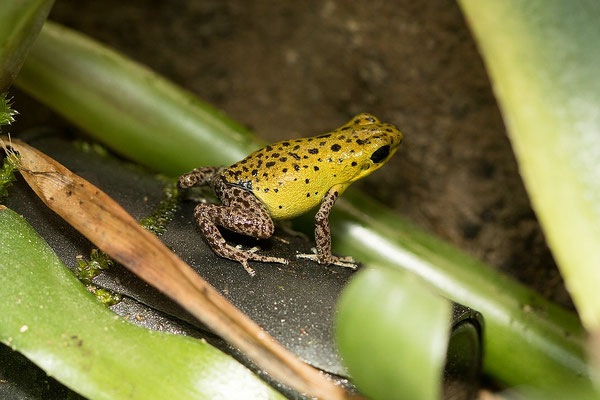 Oophaga Pumilio Chiriqui Grande