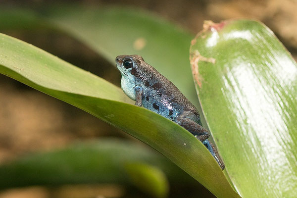 Oophaga Pumilio Rio Culubre