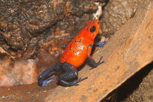 Oophaga Pumilio Blaubeiner